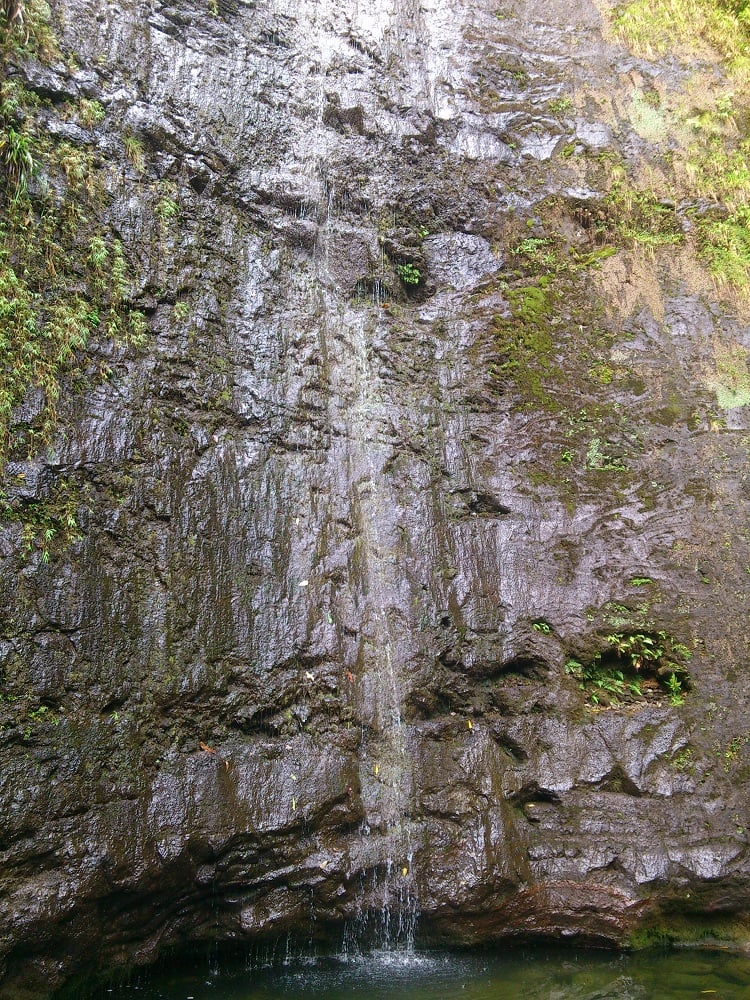 Manoa Falls 6