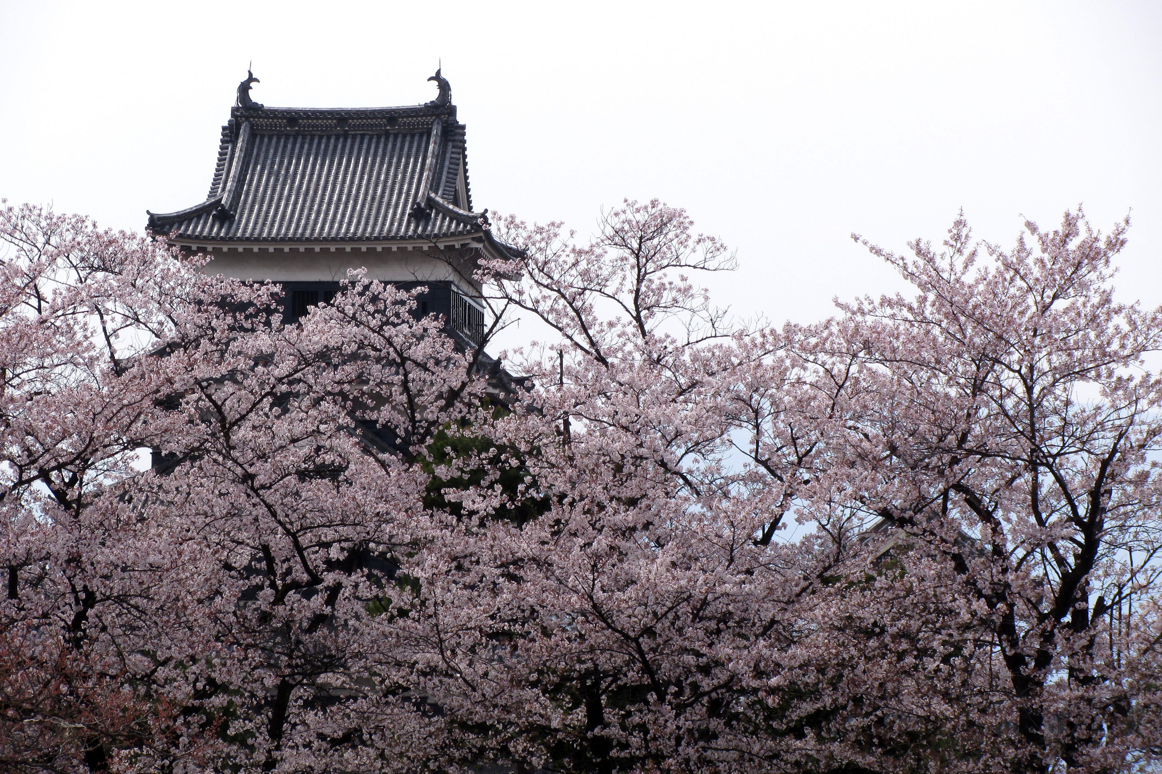 matsumoto castle