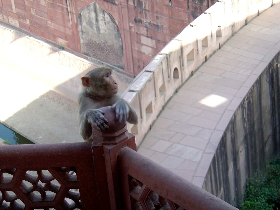 Monkey in Red Fort (India, Agra)