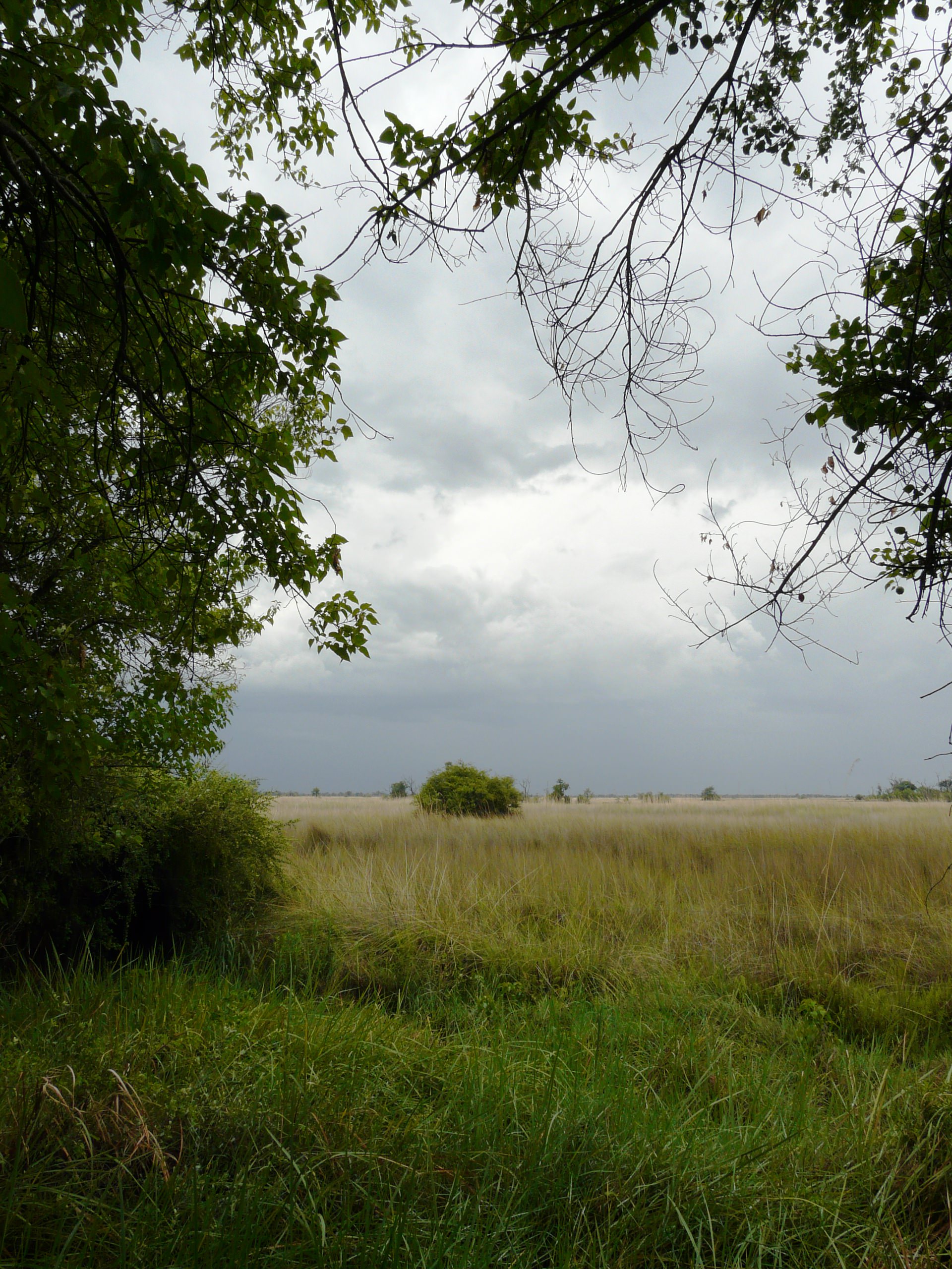 okavango