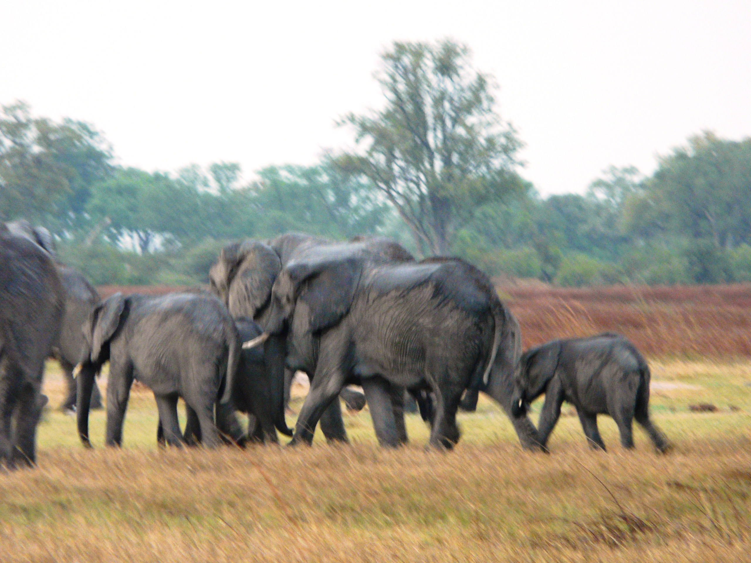 okavango