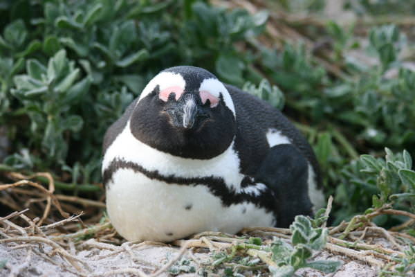 penguin