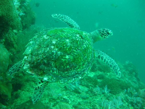 PHIPHI ISLAND 2008-09