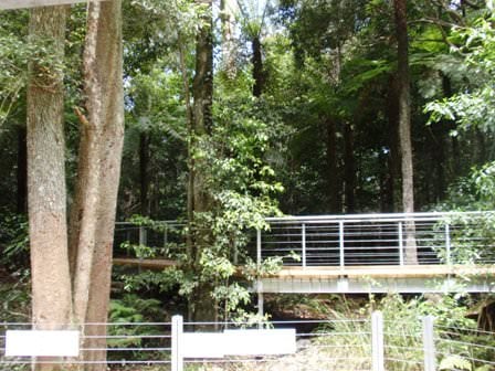 Rainforest Boardwalk