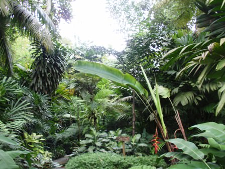 Rainforest. Singapore Zoo.