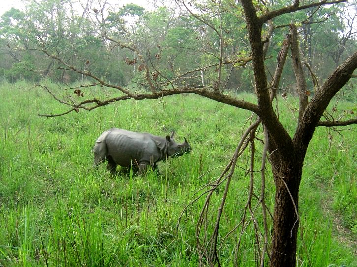 Rhino Safari (Nepal, Chitwan NP)