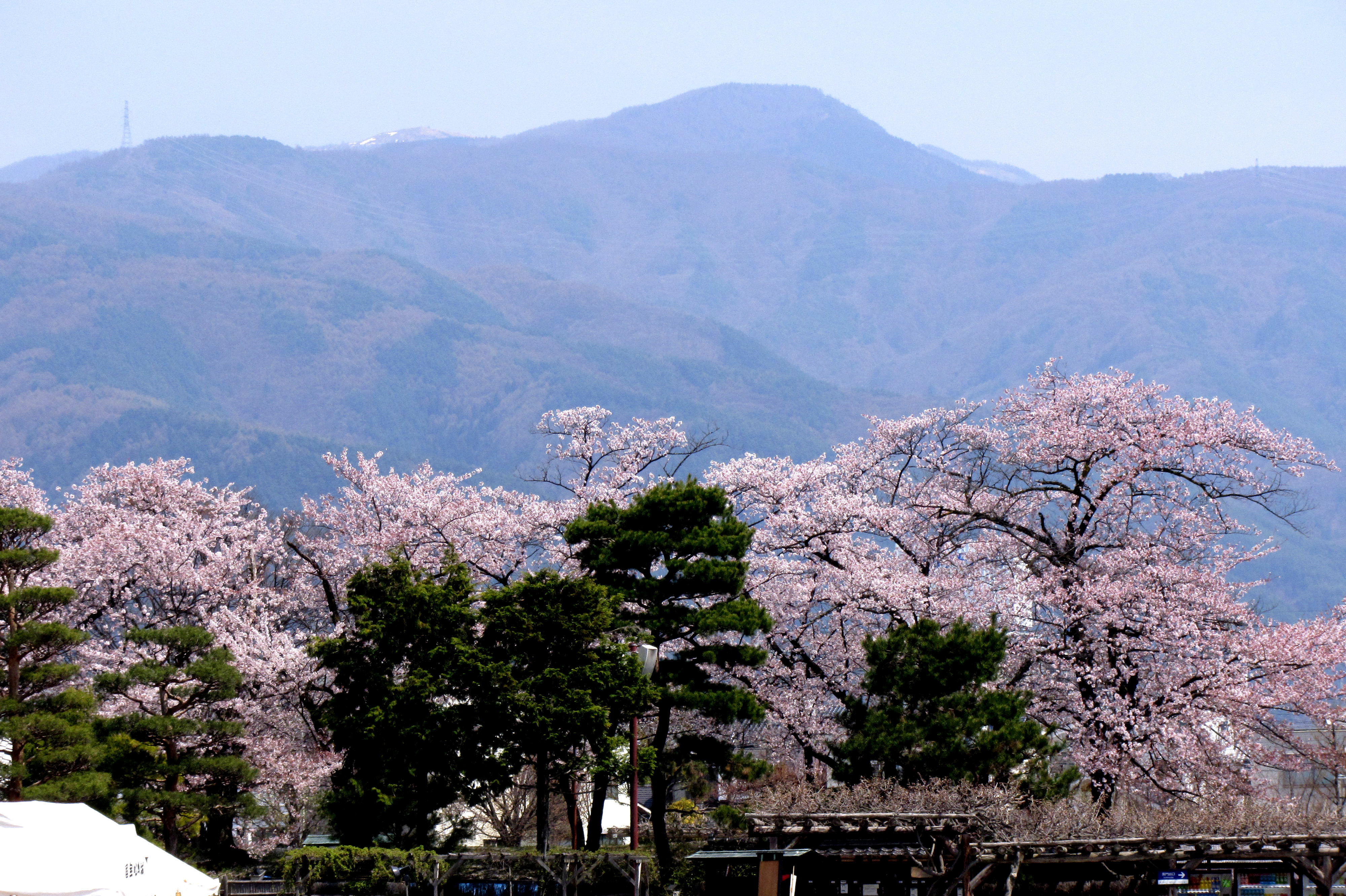 sakura