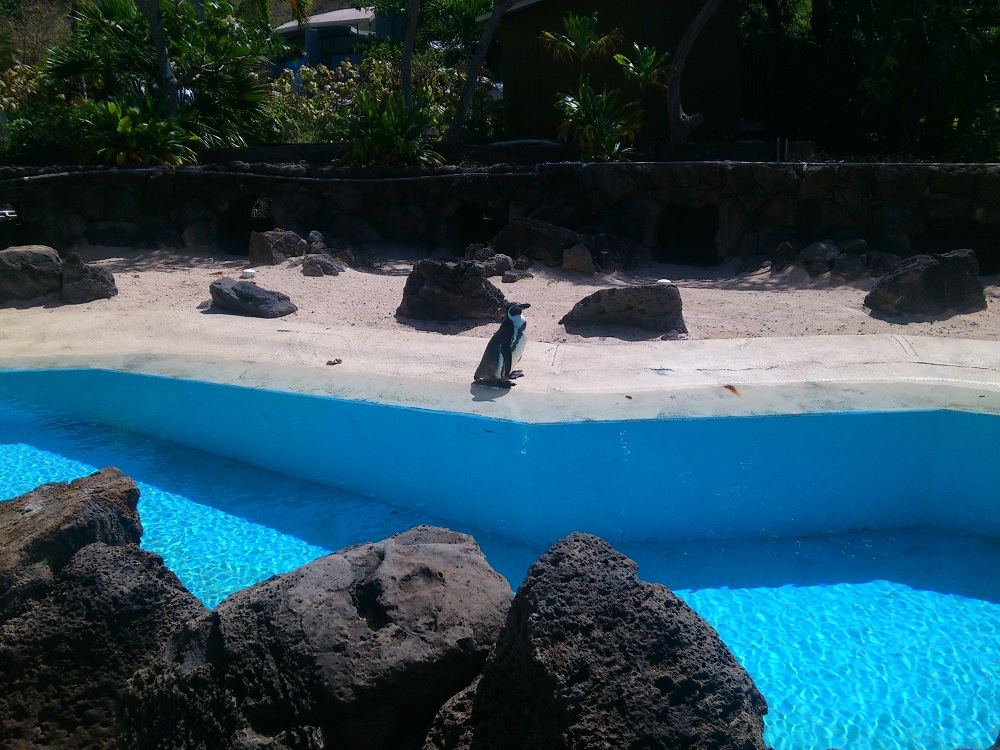 Sea Life Park - Penguin