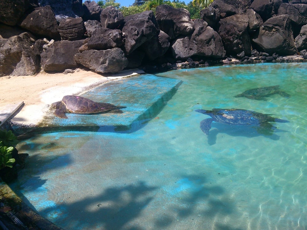 Sea Life Park - Turtle