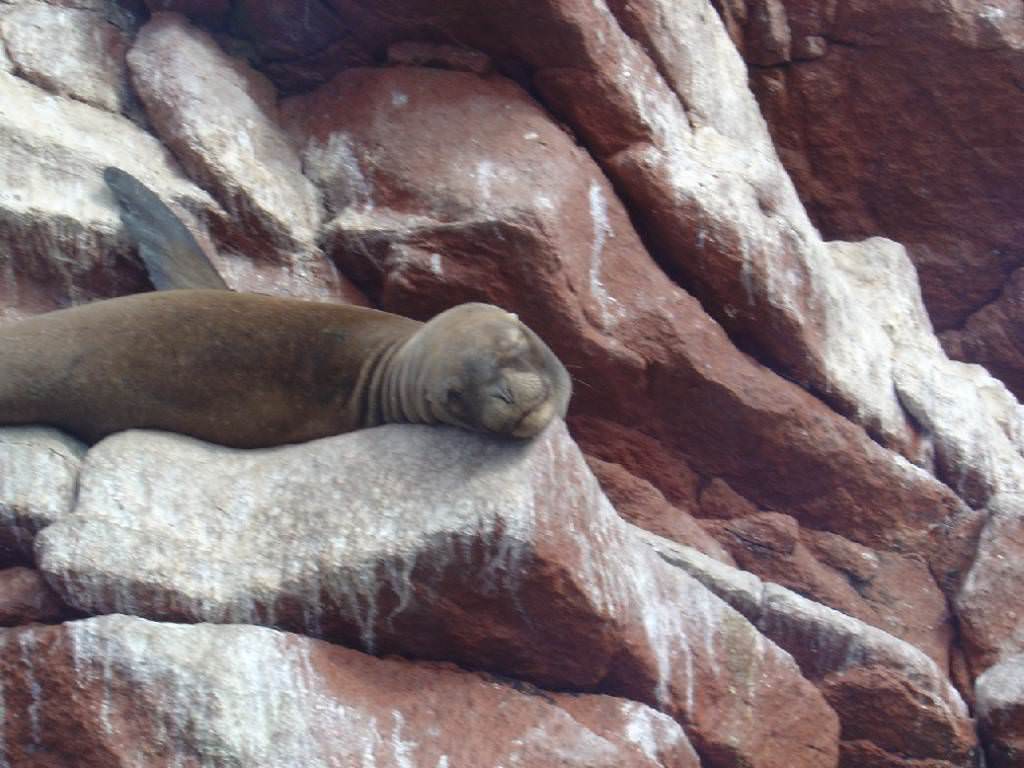 Sea Lion (Ballesta Islands)