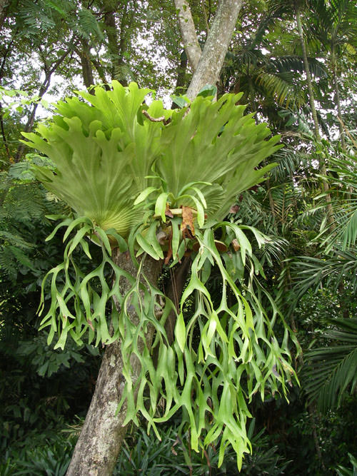 Sentosa plant