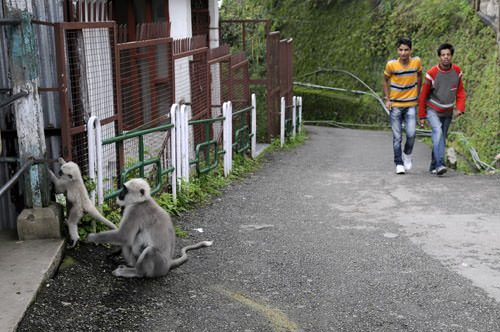 Shimla-India