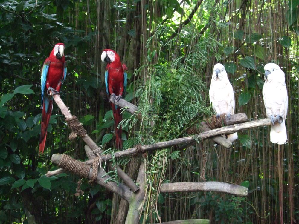 Singapore zoo