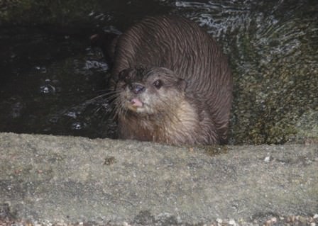 Singapore Zoo