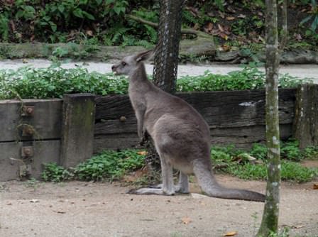 Singapore Zoo