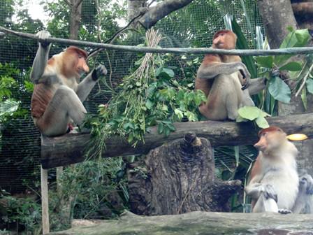 Singapore Zoo