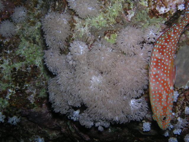 south red sea-saint johns reefs