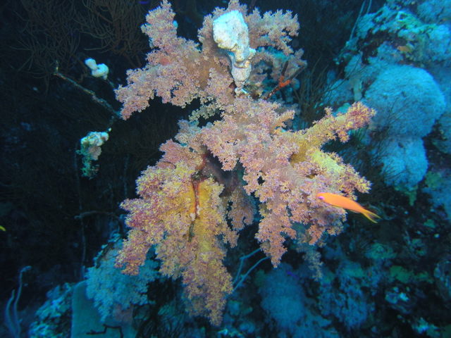 south red sea-saint johns reefs