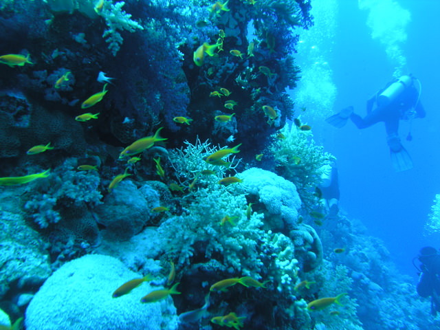 south red sea-saint johns reefs