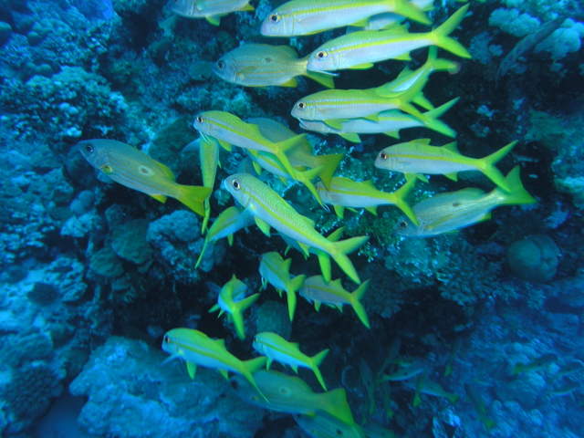 south red sea-saint johns reefs