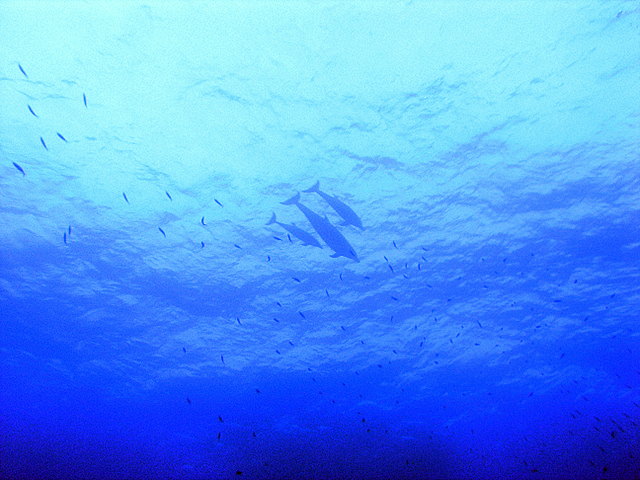 south red sea-saint johns reefs