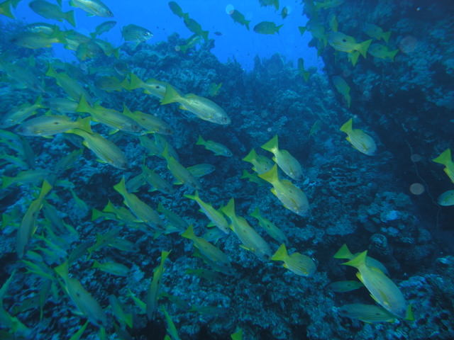 south red sea-saint johns reefs