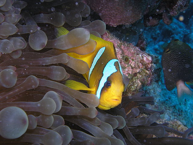 south red sea-saint johns reefs