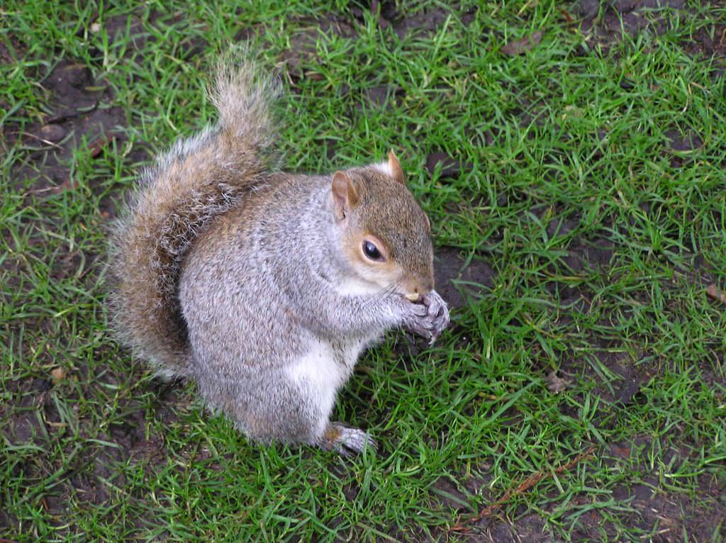 St. James's Park