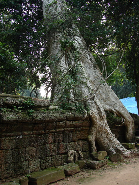 Ta Prohm, Καμπότζη