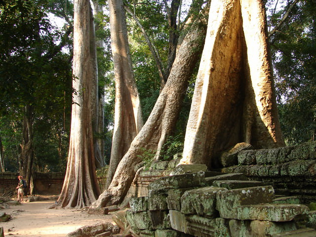 Ta Prohm, Καμπότζη