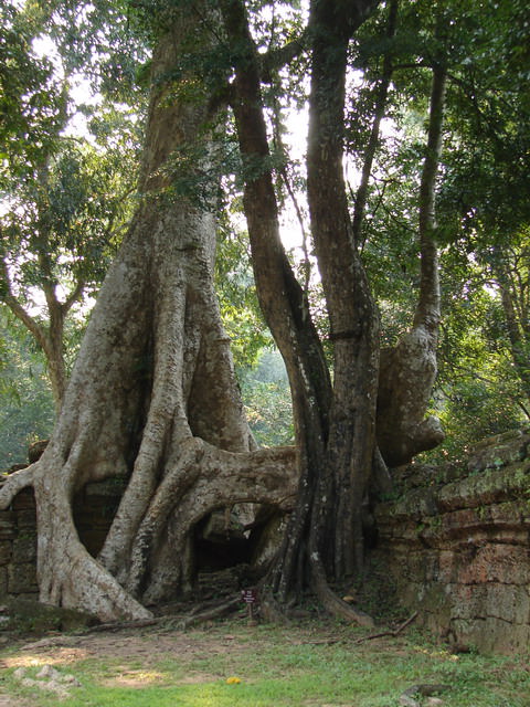 Ta Prohm, Καμπότζη