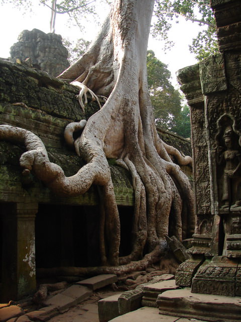 Ta Prohm, Καμπότζη