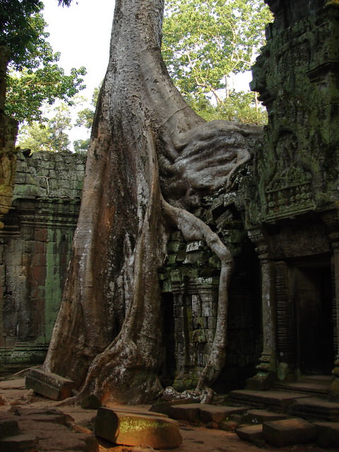 Ta Prohm, Καμπότζη