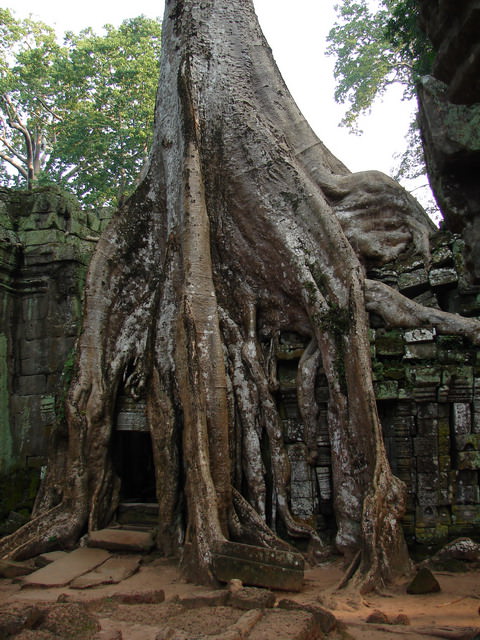 Ta Prohm, Καμπότζη