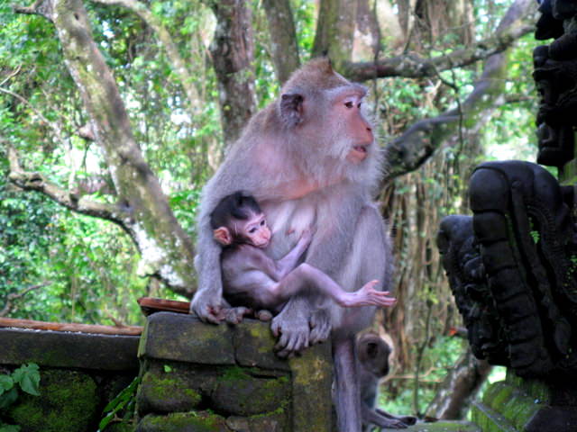 Ubud