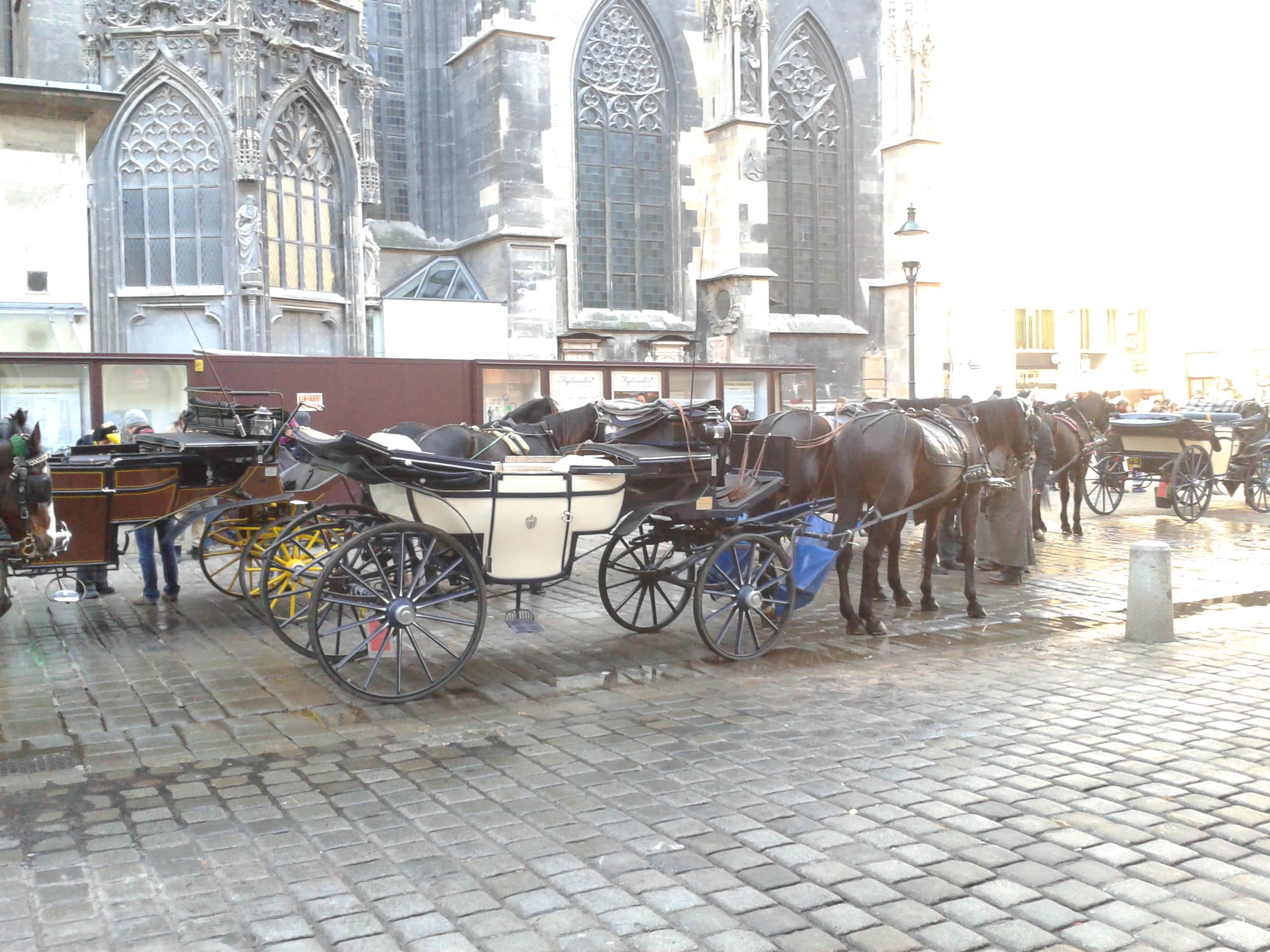 Viennese Horses