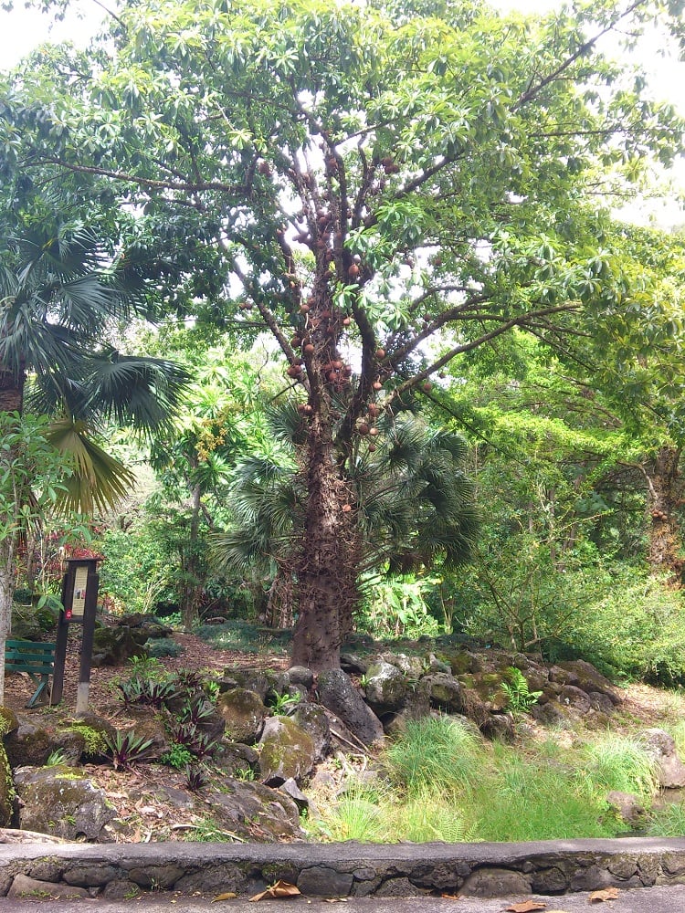 Waimea Botanical Gardens 1