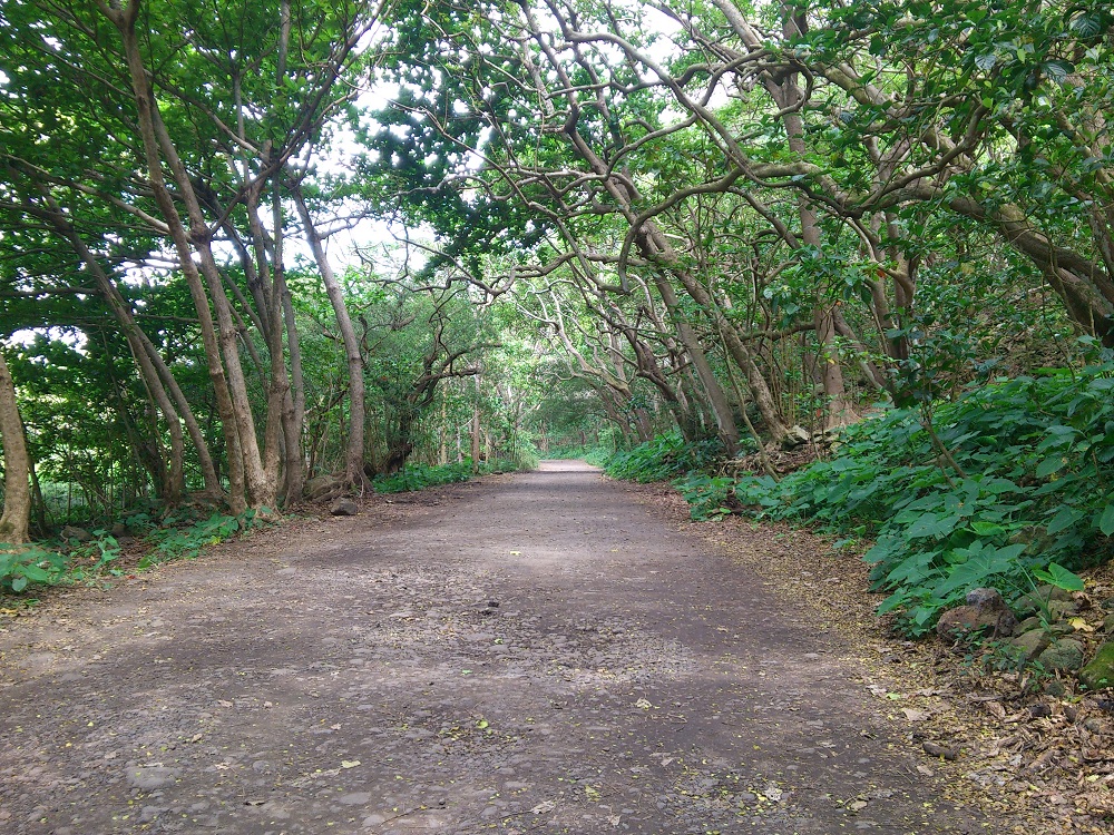 Waipio Valley Road 3