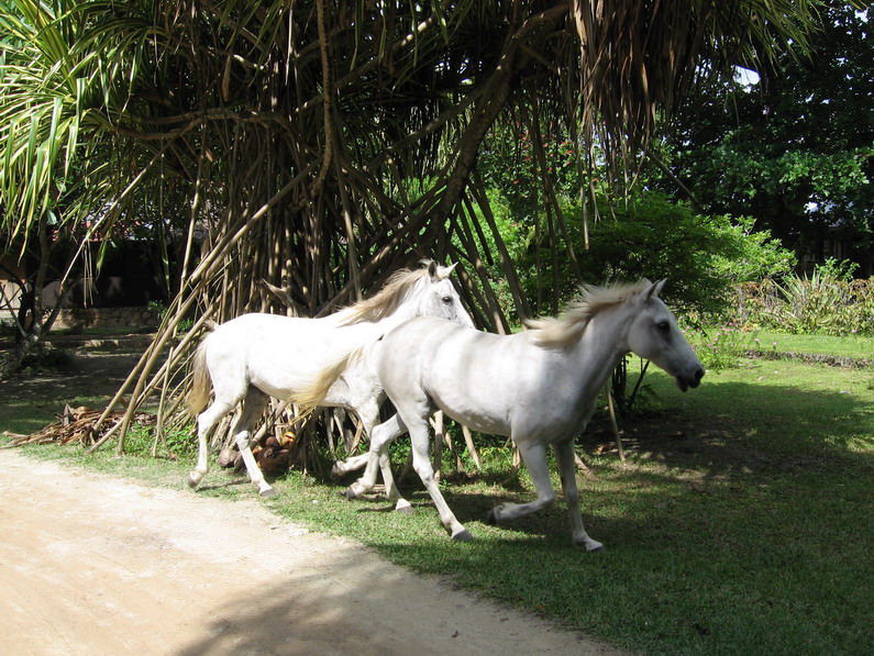 White Horses 2