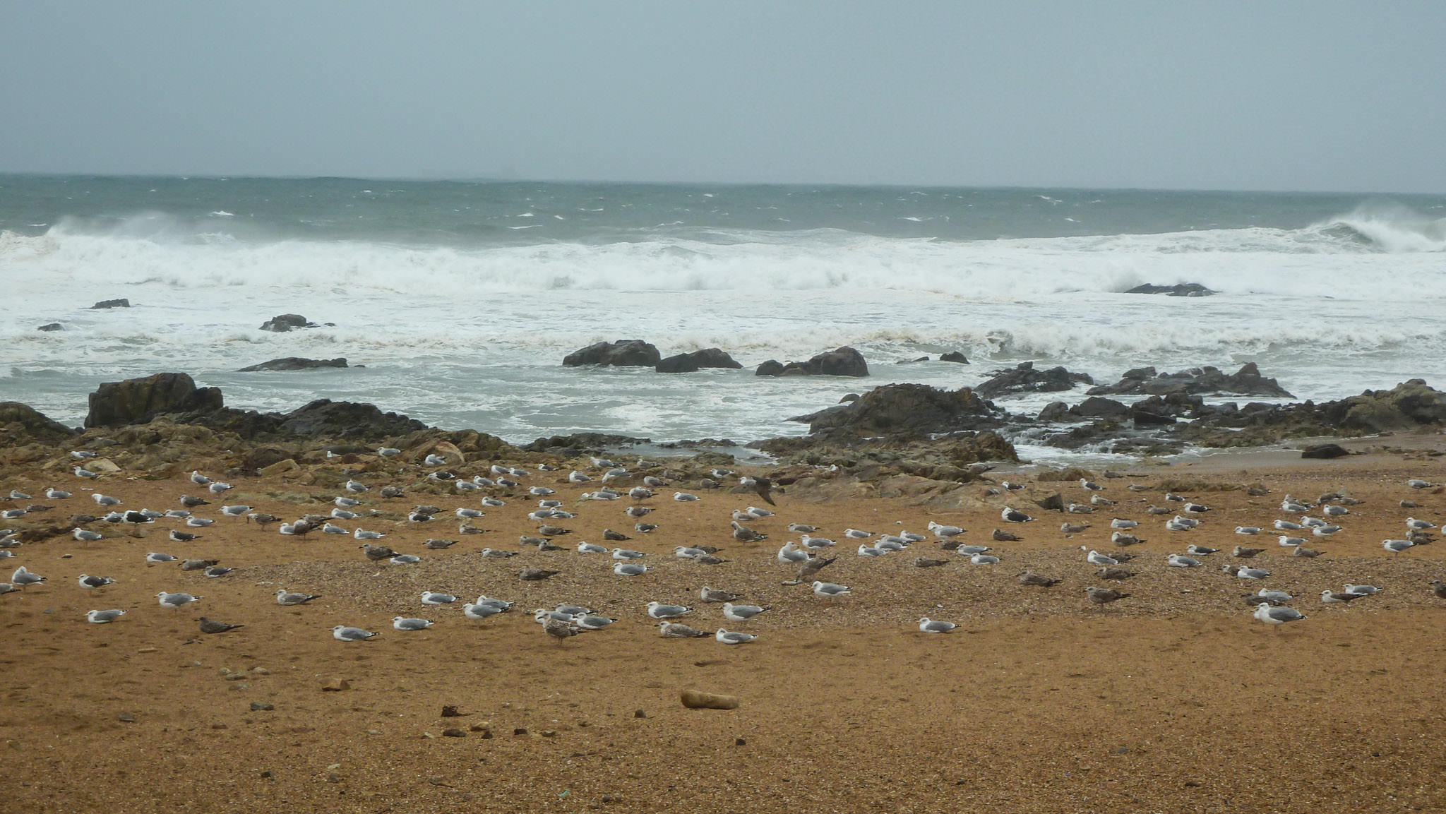 Wild Atlantic Ocean, Praia do Molhe - Porto